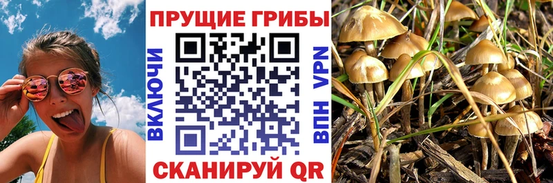 Галлюциногенные грибы Psilocybine cubensis  hydra онион  Черкесск 